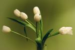 tulipany....
