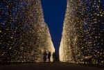 Oliwskie iluminacje