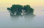 Zakochane drzewa w mglisty poranek