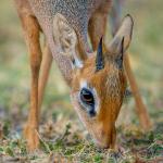 Dik-dik