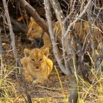 nie ma jak w domu...