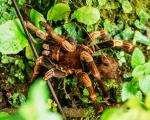 Tarantula...