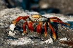krab...