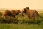 Walka słoni