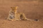 Czy koty można trzymać w szufladzie – jak widać tak
