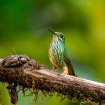 Nie zadzieraj dzioba...