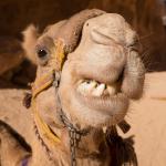 Camel smile...