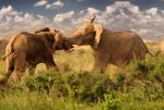 Walka słoni - kolejna odsłona