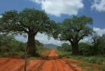 W cieniu baobabów