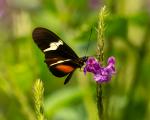 Heliconium