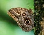 Owl butterfly