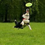 Frisbee
