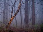 mgła w lesie 