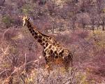 żyrafa / Botswana 