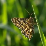 Witalnik naostrzak (Chiasmia clathrata)