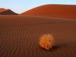 pustynia Namib 