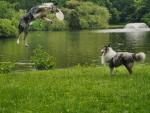 latające psy :) 