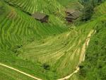pola ryżowe Longji 