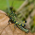 Polny zolnierz (Chromacris speciosa)