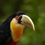 Tukan zielonodzioby (Ramphastos dicolorus)