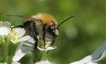 Bzzzzzzzz.....