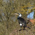Kormoran
