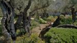 Ogród Getsemani